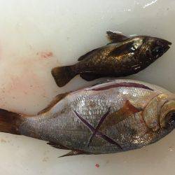 春のデイゲーム