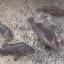 ガシラさん(´･Д･)