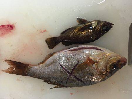 春のデイゲーム