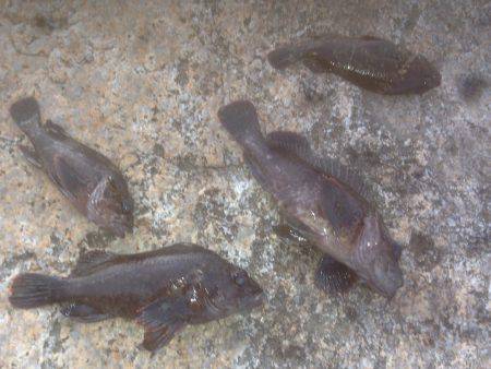 ガシラさん(´･Д･)