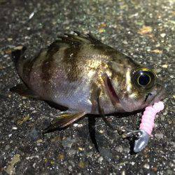 雨の中のメバル調査