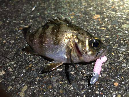 雨の中のメバル調査