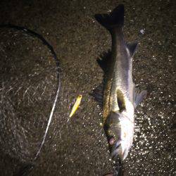 バチはまだかな？