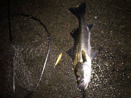 バチはまだかな？