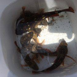 ガシガシガッシーず‼︎