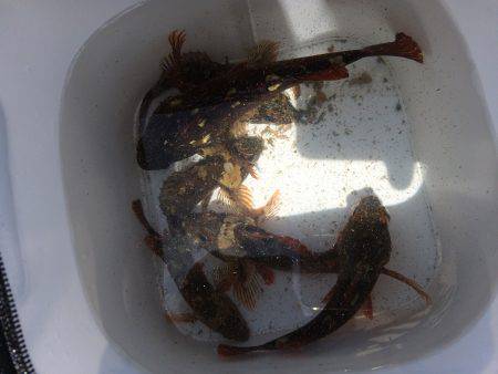 ガシガシガッシーず‼︎