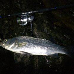 磯ヒラ リベンジ