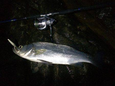 磯ヒラ リベンジ