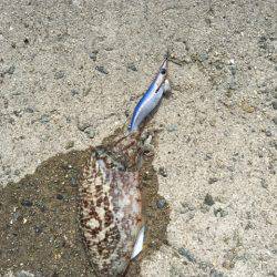 コイツじゃない