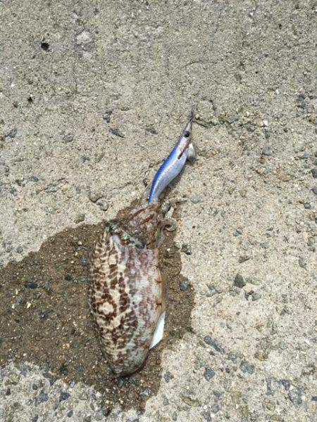 コイツじゃない