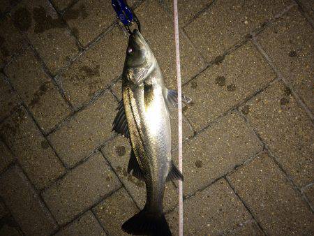 やっぱホームが1番