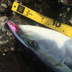 ハマチが釣れました