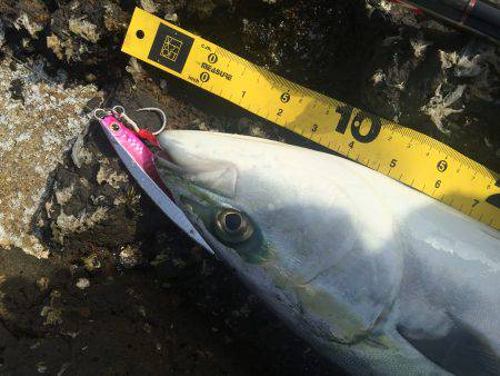 ハマチが釣れました