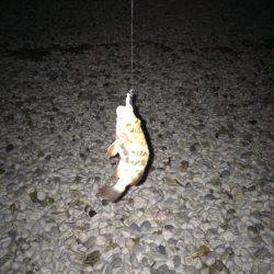 毎度のゴロタフロート