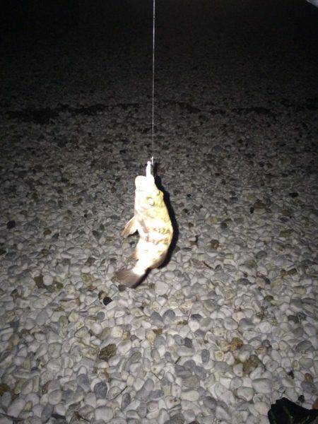 毎度のゴロタフロート