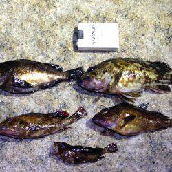 メバリングからのガシリング。