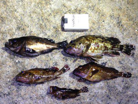 メバリングからのガシリング。