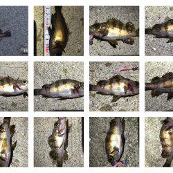 爆釣＼(^o^)／メバル