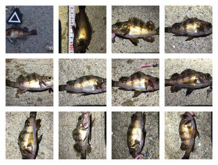 爆釣＼(^o^)／メバル