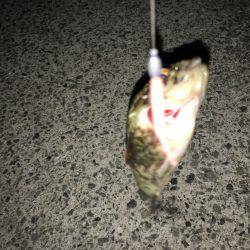 メバルが釣れない！