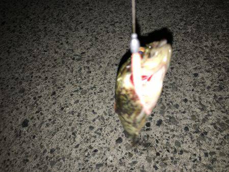 メバルが釣れない！