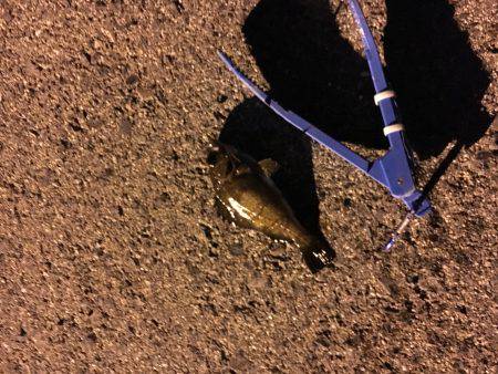 アジに会いたくて〜〜