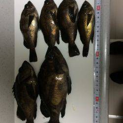 ポーアイメバル