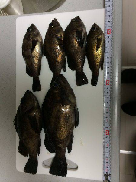 ポーアイメバル