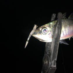 アジのナブラ打ち