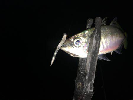 アジのナブラ打ち