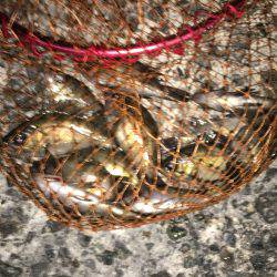 アジ狙いでしたが………σ^_^;