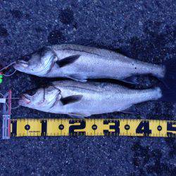 夕まずめに 高活性‼︎