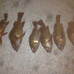 ビギナーズラック☆