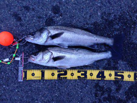 夕まずめに 高活性‼︎