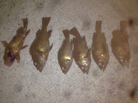 ビギナーズラック☆