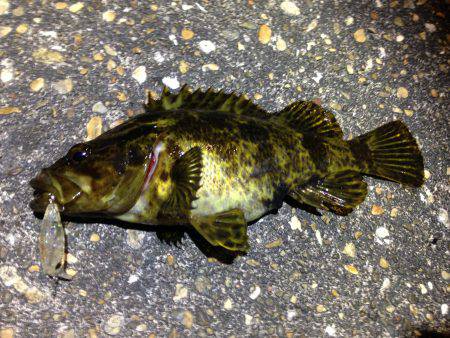 タケノコ狩り第２弾！