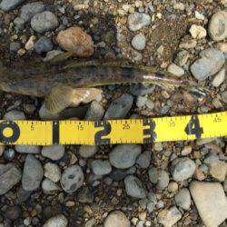 紀ノ川フラット調査