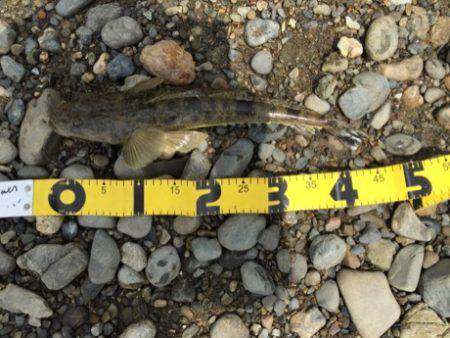 紀ノ川フラット調査