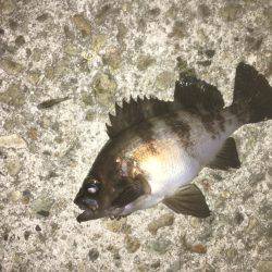 久しぶりによう釣れた