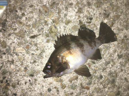 久しぶりによう釣れた