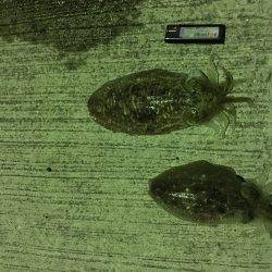 狙うなら暗くなるまで!?