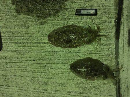 狙うなら暗くなるまで!?