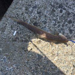 春イカでない！