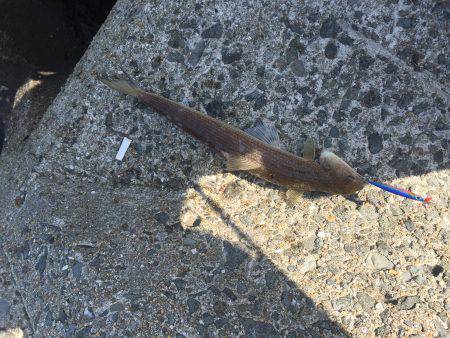 春イカでない！