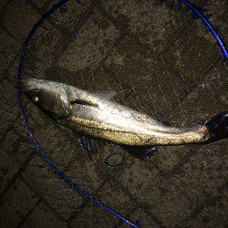 寝る前に1時間だけ…。