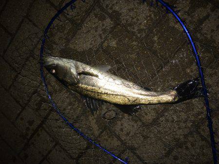 寝る前に1時間だけ…。