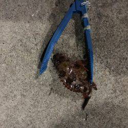 おニューロットなんですがー