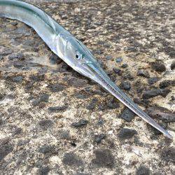 ショアジギジギ