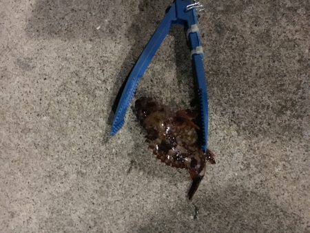 おニューロットなんですがー