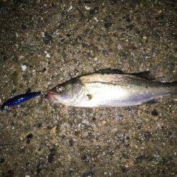 雨の舞洲短時間釣行